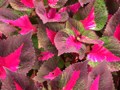 Coleus